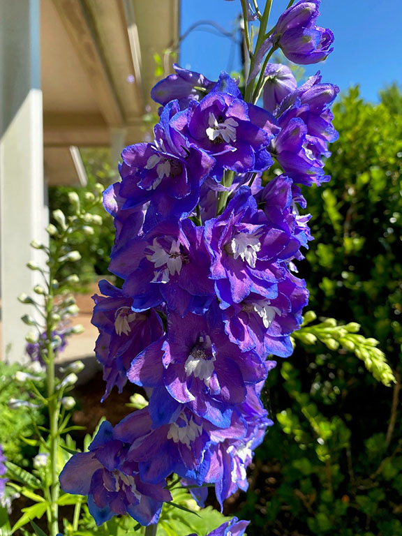 A purple flower grows in a landscaped area.